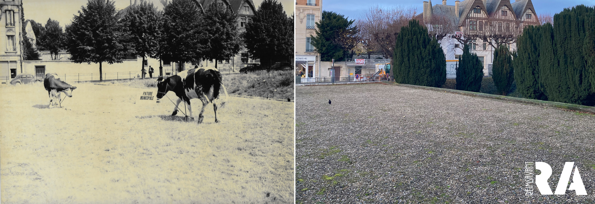 Des vaches place du Forum